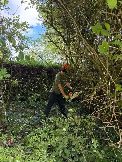 Étudiant casqué débroussaillant un massif envahi, à la tronçonneuse