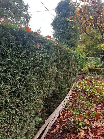Haute haie de conifères taillée, feuilles d'automne au sol