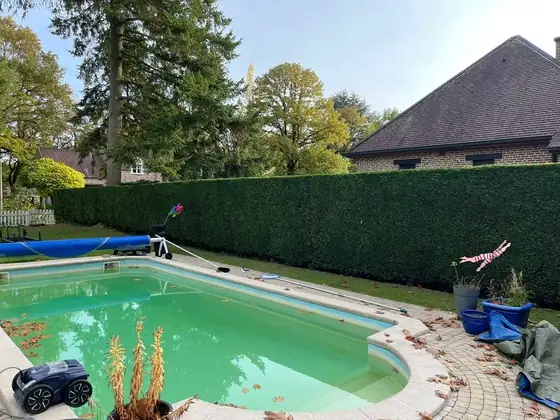 Longue haie de conifères taillée droit, le long d'une piscine