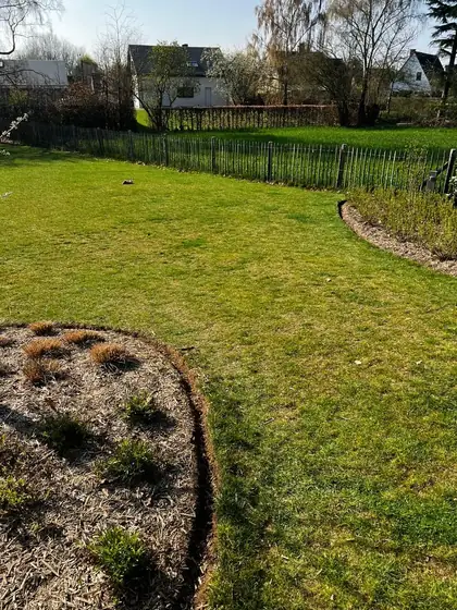 Massif de graminées entouré d'une bordure, dans une grande pelouse