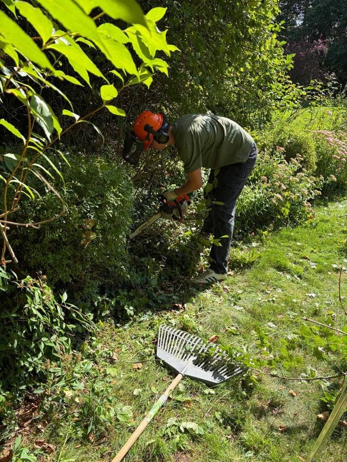 Débroussaillage d'un massif envahi à la tronçonneuse