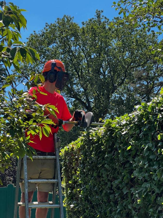 Taille du haut d'une haie à la perche depuis une échelle