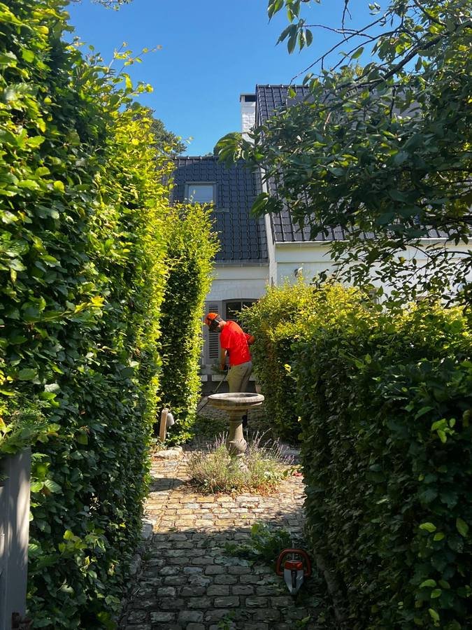 Entretien d'un jardin de ville aux haies de charmille taillées